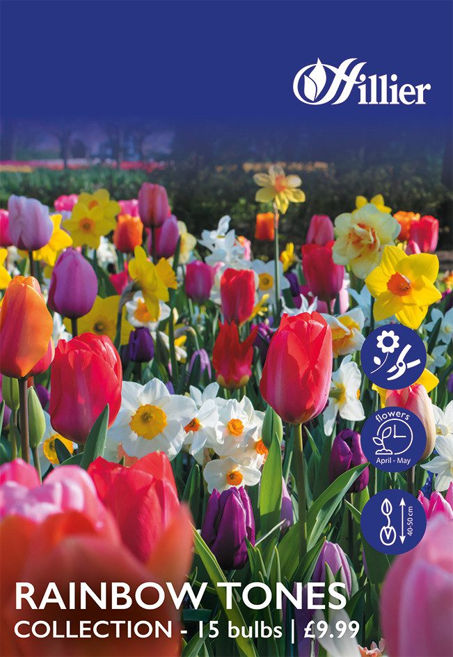 8718641999820 1 Rainbow Tones Collection Bulbs.jpg